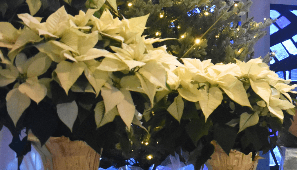 In Loving Memory This Christmas